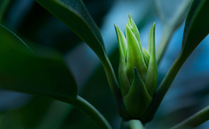 冬の草花の写真